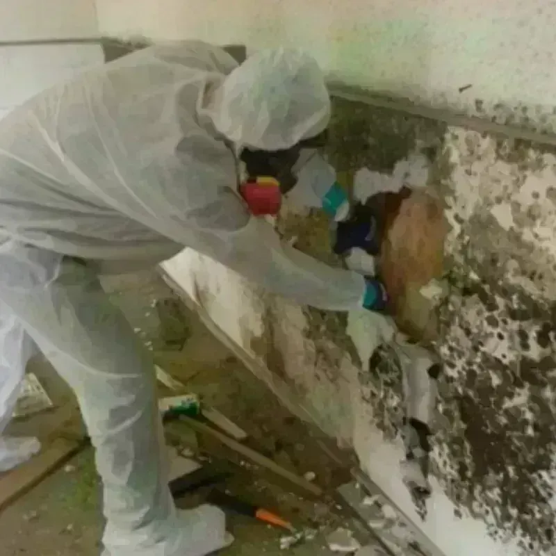 Mold Remediation and Removal in Irion County, TX